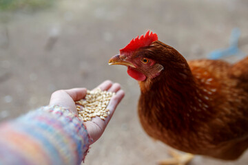 close-up of red Australian chicken eating grains from a hand 