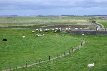 Sheeps on the dikes of Groningen