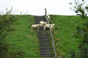 Sheep on the dikes of Lauwersmeer