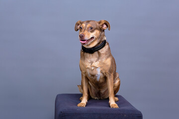 posing for studio photo, small brown dog sitting on podium