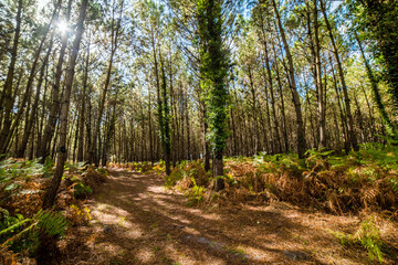 beautiful forest landscape in the south west of France