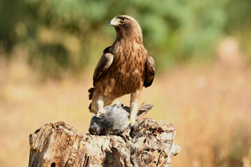 Aguila calzada con presa en su territorio de caza