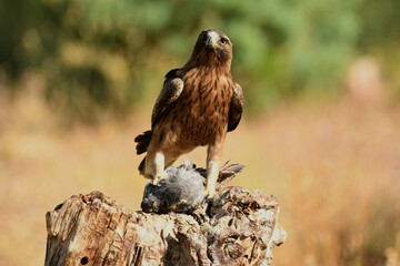 Aguila calzada con presa en su territorio de caza
