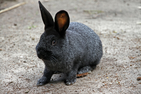 Ein mittelgroßes Kaninchen der Zuchtrasse "Deutsche Großsilber", gefährdete Haustierrasse