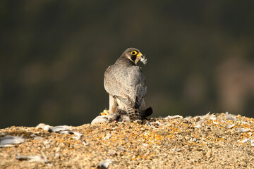 Halcon peregrino con presa en su comedero habitual