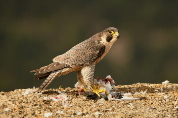 Halcon peregrino con presa en su comedero habitual