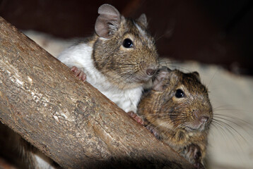 Zwei Degus im Portrait auf diagonalem Baumstamm - der Degu ist eine Nagetierart, die in Europa als...