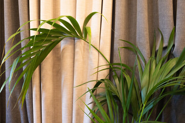 Palm tree on the background of the curtain. House decoration. Green plants in the interior