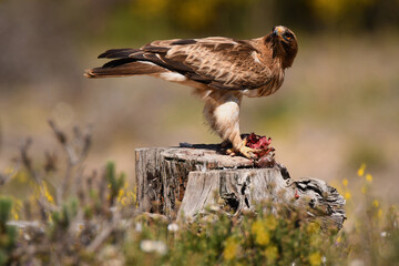 Aguila calzada con presa en su territorio de caza