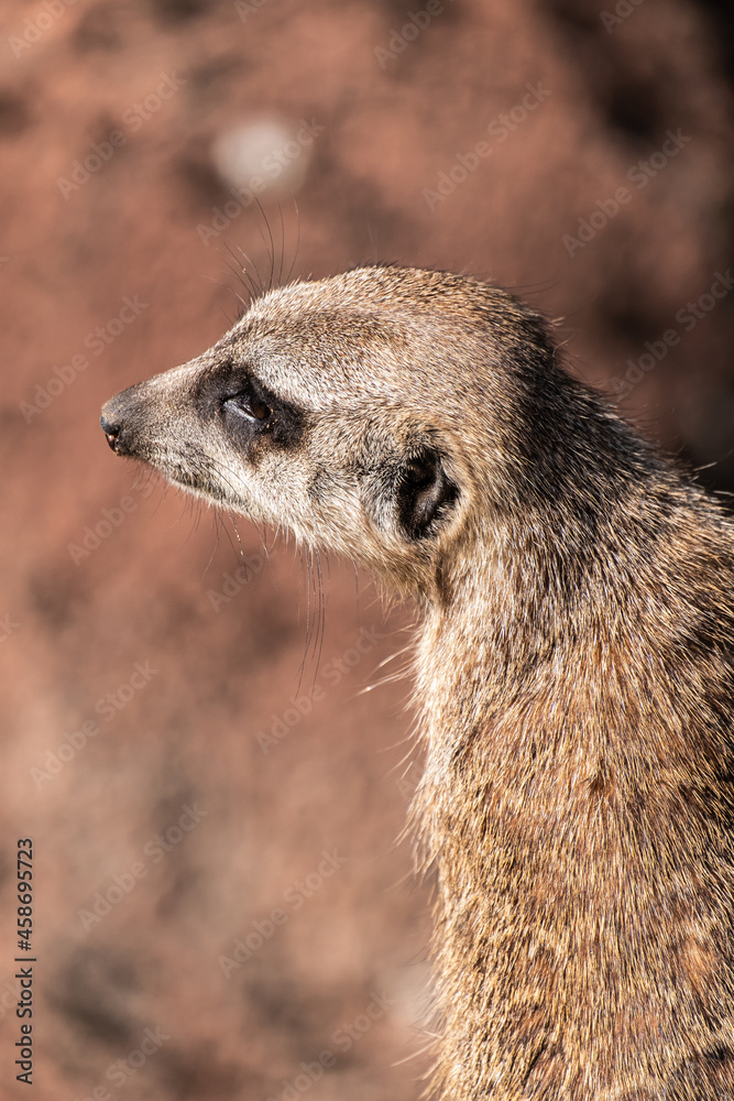 Sticker A vertical closeup shot of a brown meerkat