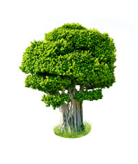 Beautiful isolated decorative green tree with lush crown on white background.