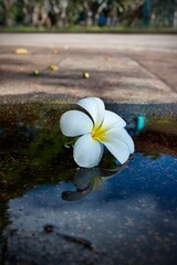 frangipani flower in water