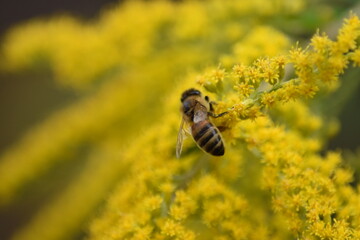 A bee collects nectar and pollen from yellow Goldenrod flowers close-up