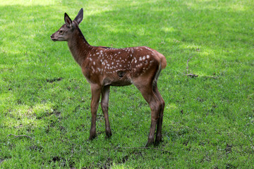 Fallow deer fawn on the meadow