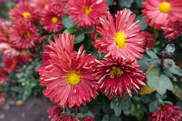 Drops of water on red and yellow flowers of Chrysanthemums in October
