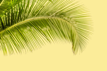 Fototapeta na wymiar palme courbe