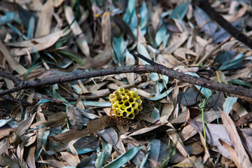 A beehive that emptied and fell on a leaf