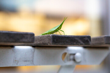 A grasshopper that seems to fly from the table on the terrace