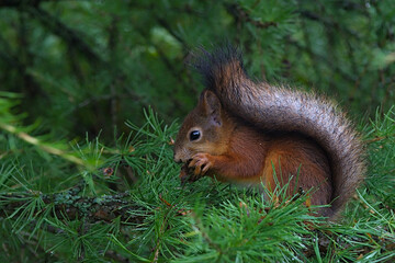 a squirrel gnawing on a cone on a branch