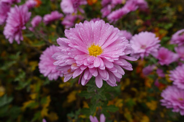 Obraz premium Pink flower of Chrysanthemum with droplets of water in mid November