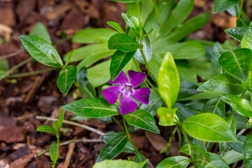 Vinca minor small evergreen blossom detail