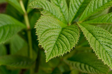 Rodgersia pinnata fingered rodgersia leaf detail