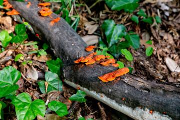 Naturally grown orange poisonous mushroom