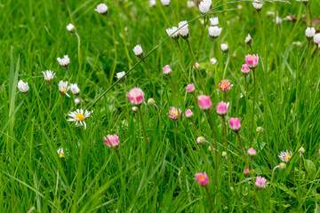 daisy flowers on meadow in german summer2