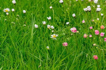 daisy flowers on meadow in german summer
