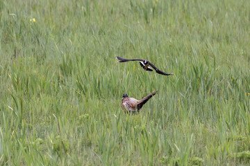 Lapwing attacking Pheasant near nesting site