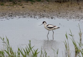 Pied Avocet (Recurvirostra avosetta) wading through shallow water