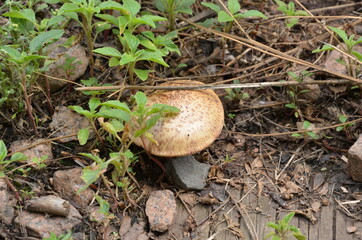 A small mushroom (zoomed)