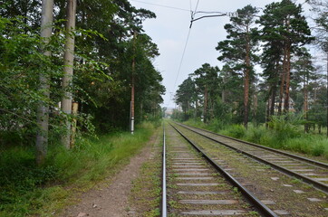 A railroads with coniferous trees