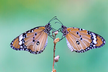 Danaus chrysippus, also known as the plain tiger, African queen, or African monarch, Danainae,
 is a medium-sized butterfly widespread in Asia, macro shots, butterfly garden.

