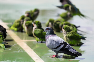 pigeon cooling off in rainwater