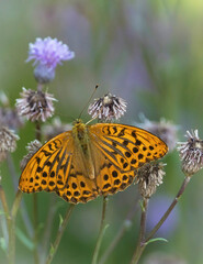 silver-washed fritillary (Argynnis paphia)