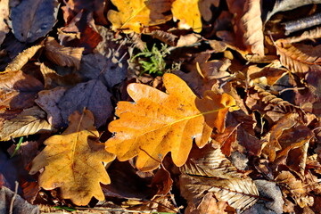 Fallen colorful autumn leaves in nature