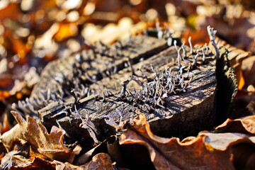 Stump overgrown with mushrooms in autumn coat