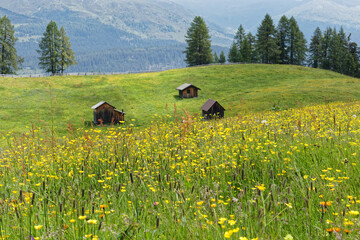 Blühende Bergwiesen mit alten Holzhütten in den Alpen, Pustertal, Südtirol, Italien 
