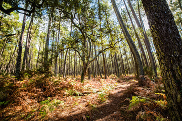 beautiful forest landscape in the south west of France