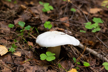 mushroom- Amanita Phalloides V.Verna macro photo white fly agaric in the autumn forest, poisonous mushrooms