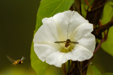 wasps on a flower