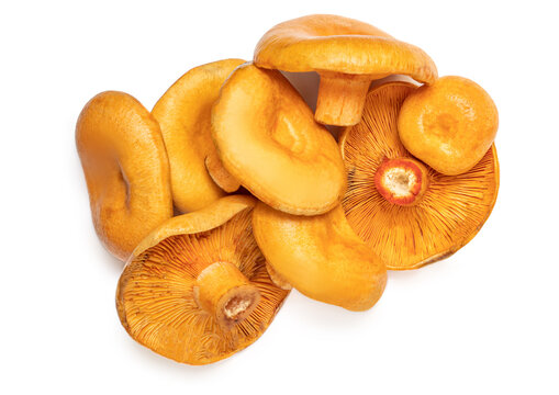 Raw autumn Mushrooms - edible Red pine mushroom isolated  on white background. Top view.  Flat lay. Food concept..