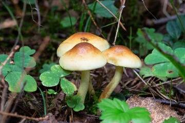 Galerina marginata is deadly poisonous mushroom, october