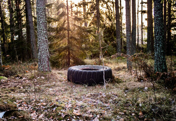 Traktor wheel  in the forest
