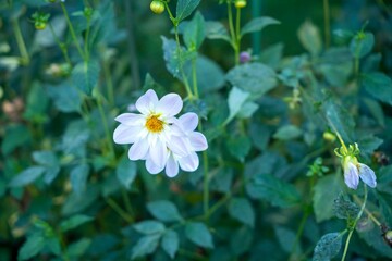 花ポートレート