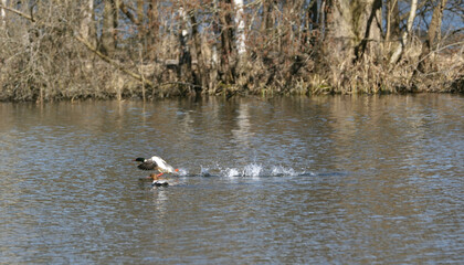 The merganser takes off from the lake's surface