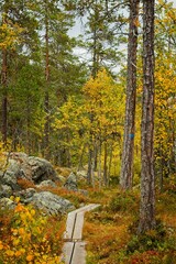 A hiking trail through the fall forest in Forsaleden in northern Sweden - 458703753