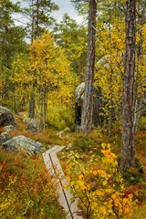 A hiking trail through the fall forest in Forsaleden in northern Sweden - 458703754