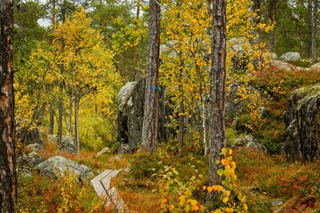 A hiking trail through the fall forest in Forsaleden in northern Sweden - 458703776